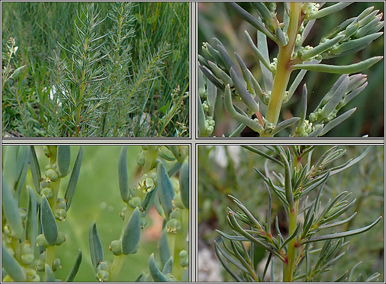 Annual Seablite, Suaeda maritima