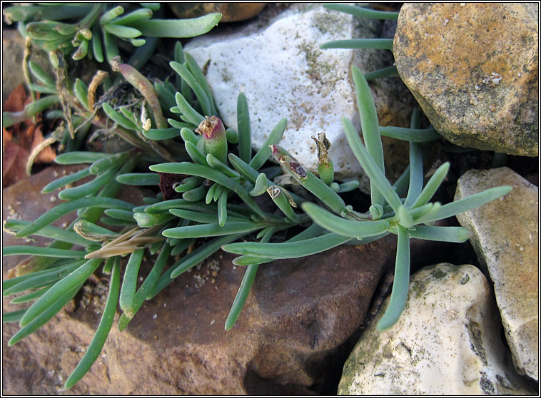 Annual Seablite, Suaeda maritima