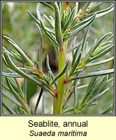 Seablite, annual, Suaeda maritima