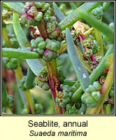 Seablite, annual, Suaeda maritima