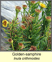 Golden-samphire, Inula crithmoides