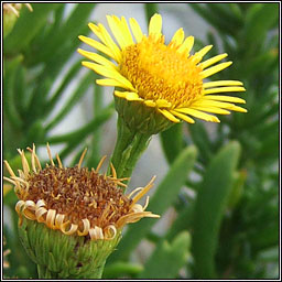 Golden-samphire, Inula crithmoides