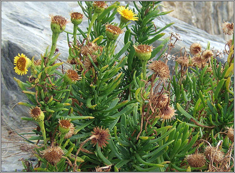 Golden-samphire, Inula crithmoides