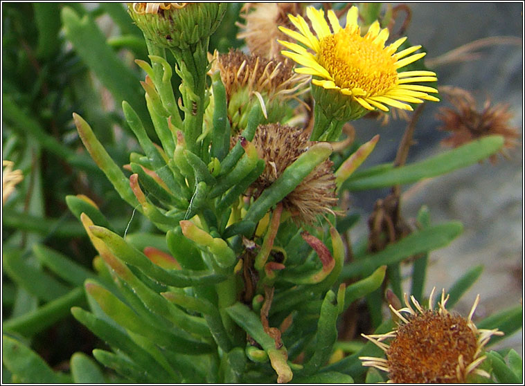 Golden-samphire, Inula crithmoides