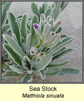 Sea Stock, Matthiola sinuata