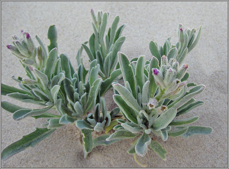 Sea Stock, Matthiola sinuata