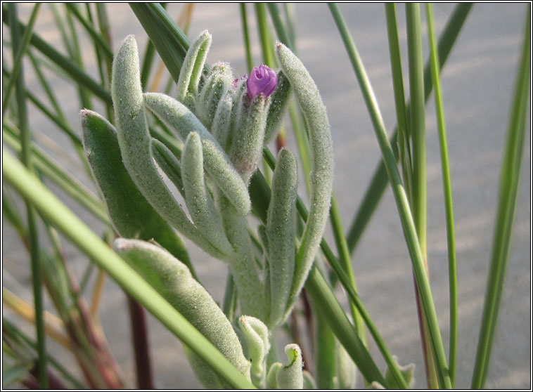 Sea Stock, Matthiola sinuata