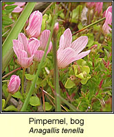 Pimpernel, bog, Anagallis tenella