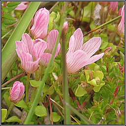 Bog Pimpernel, Anagallis tenella