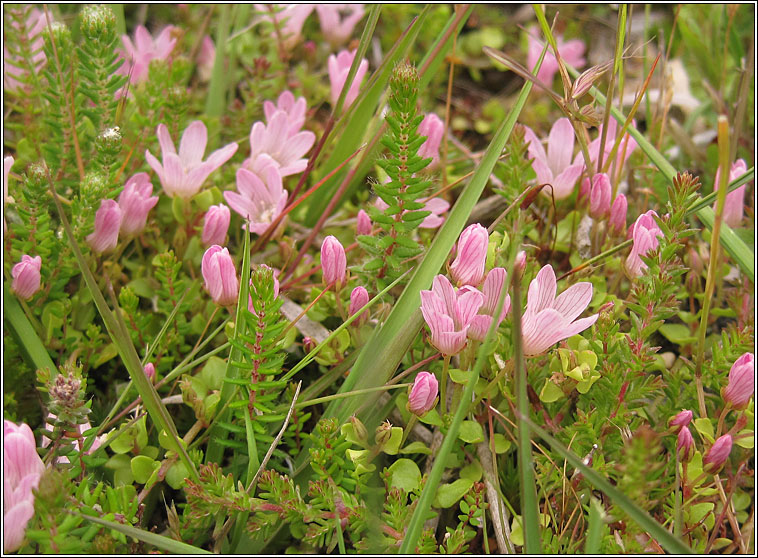 Bog Pimpernel, Anagallis tenella