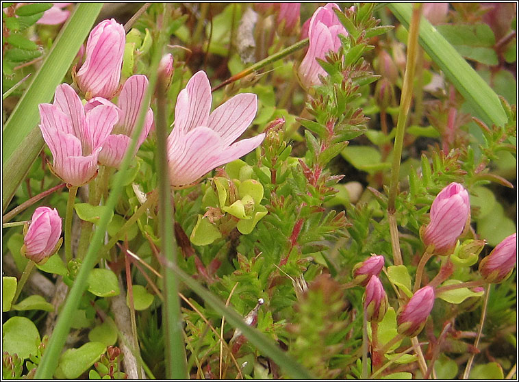 Bog Pimpernel, Anagallis tenella