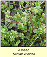 Allseed, Radiola linoides