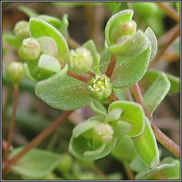 Allseed, Linum radiola