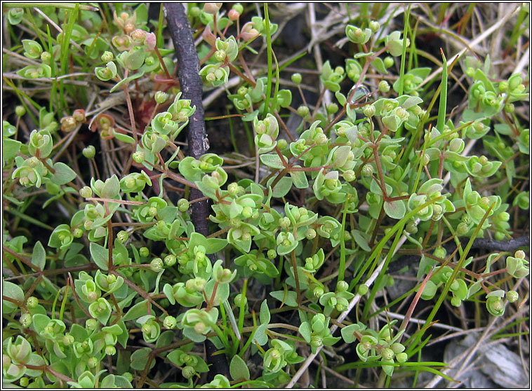 Allseed, Radiola linoides