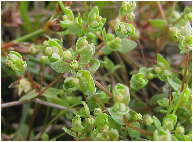 Allseed, Radiola linoides