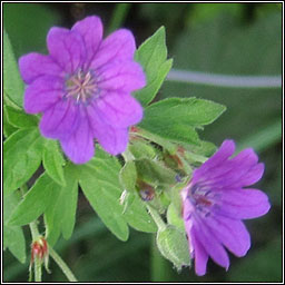 Hedgerow Crane's-bill, Geranium pyrenaicium