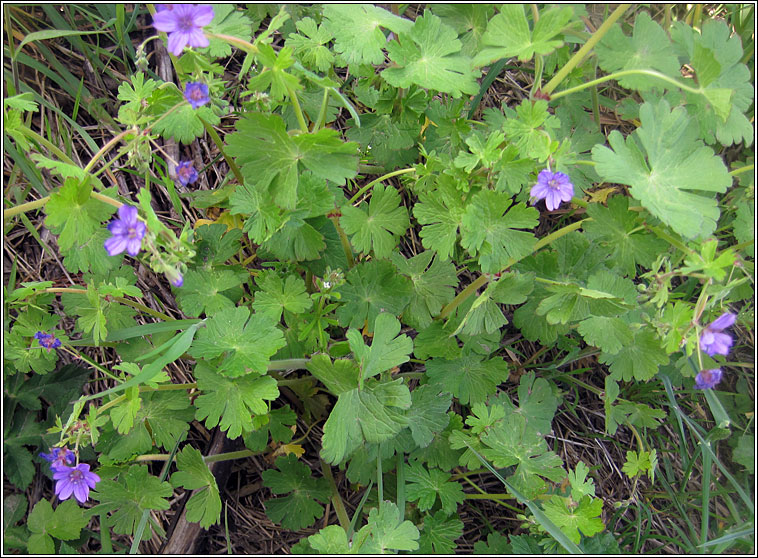 Hedgerow Crane's-bill, Geranium pyrenaicum