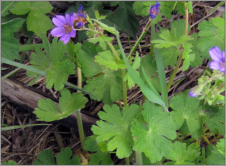 Hedgerow Crane's-bill, Geranium pyrenaicum