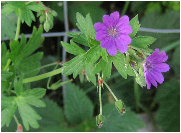 Hedgerow Crane's-bill, Geranium pyrenaicum