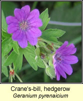 Crane's-bill, hedgerow, Geranium pyrenaicium