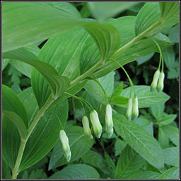 Solomon's-seal, Polygonatum multiflorum