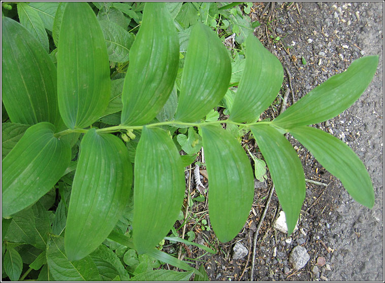 Solomon's-seal, Polygonatum multiflorum