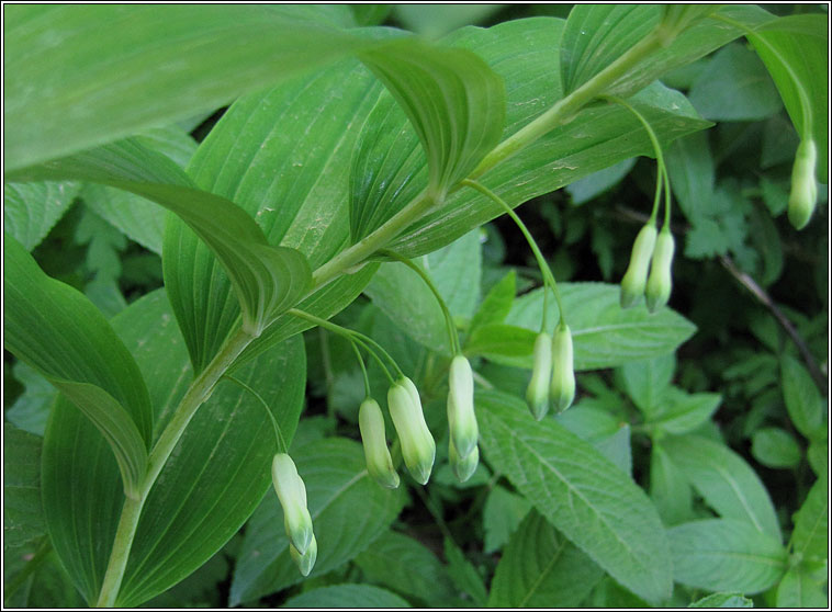 Solomon's-seal, Polygonatum multiflorum