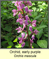 Early Purple Orchid, Orchis mascula