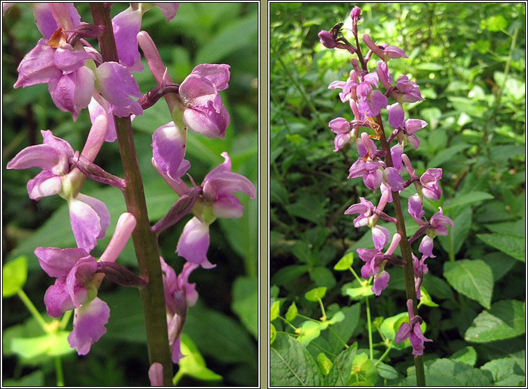 Early Purple Orchid, Orchis mascula