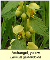 Archangel, yellow, Lamium galeobdolon