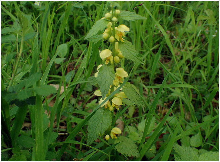 Yellow Archangel, Lamiastrum galeobdolon