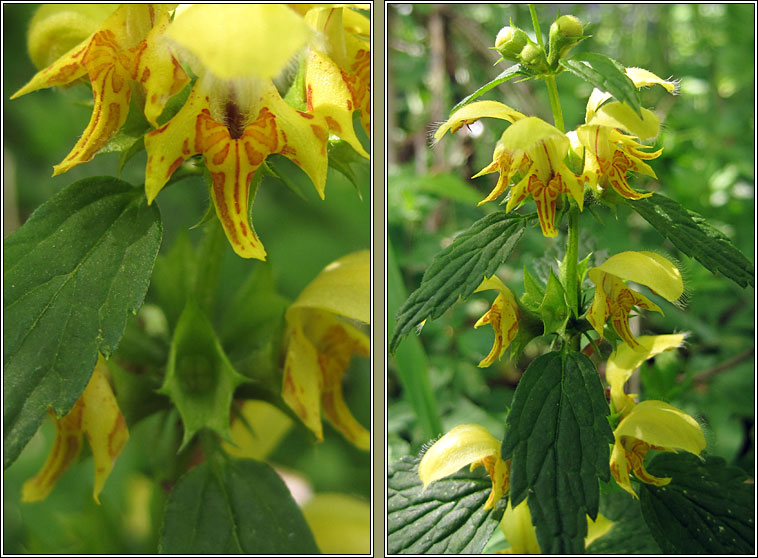 Yellow Archangel, Lamiastrum galeobdolon