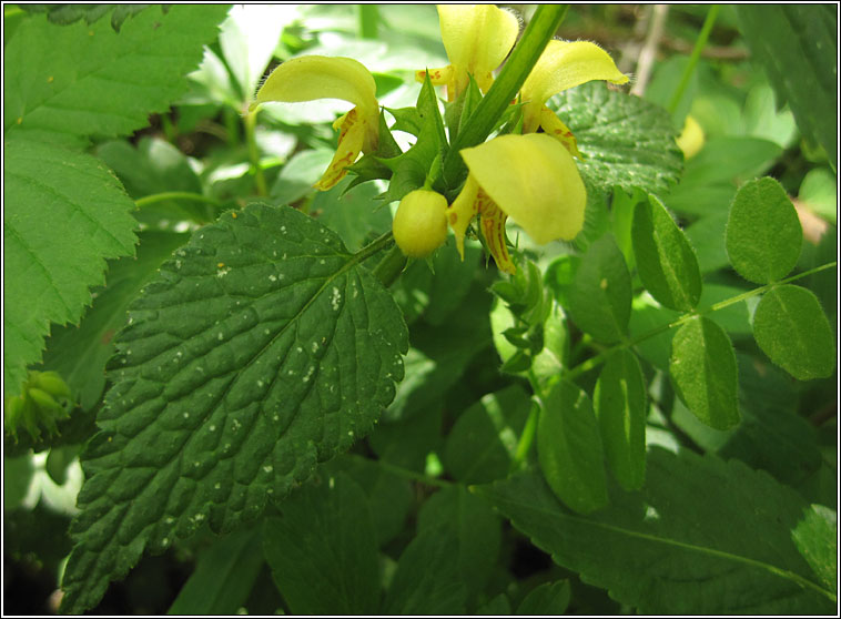 Yellow Archangel, Lamiastrum galeobdolon