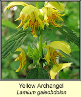 Yellow Archangel, Lamium galeobdolon