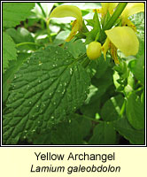 Yellow Archangel, Lamium galeobdolon