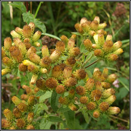 Ploughman's Spikenard, Inula conyzae