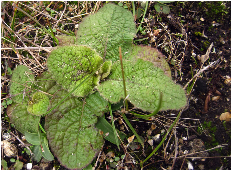 Ploughmans Spikenard, Inula conyzae