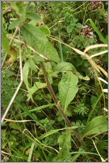 Ploughmans Spikenard, Inula conyzae