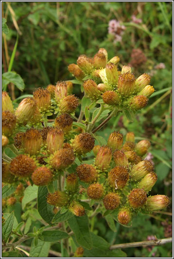 Ploughmans Spikenard, Inula conyzae