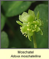 Moschatel (Town-hall Clock), Adoxa moschatellina