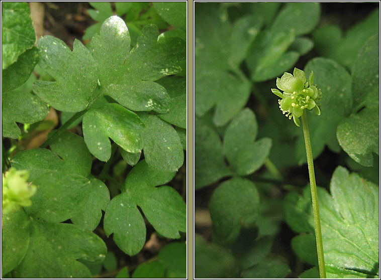 Moschatel (Town-hall Clock), Adoxa moschatellina