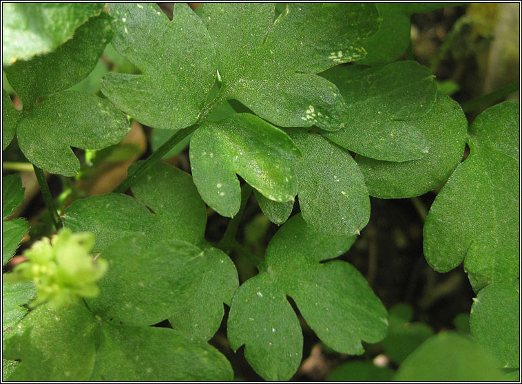 Moschatel (Town-hall Clock), Adoxa moschatellina