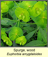 Wood Spurge, Euphorbia amygdaloides