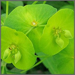 Wood Spurge, Euphorbia amygdaloides