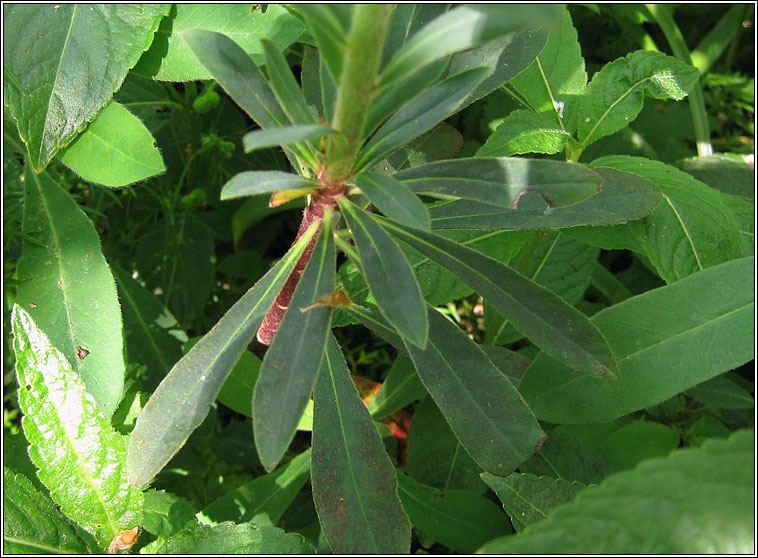 Wood Spurge, Euphorbia amygdaloides