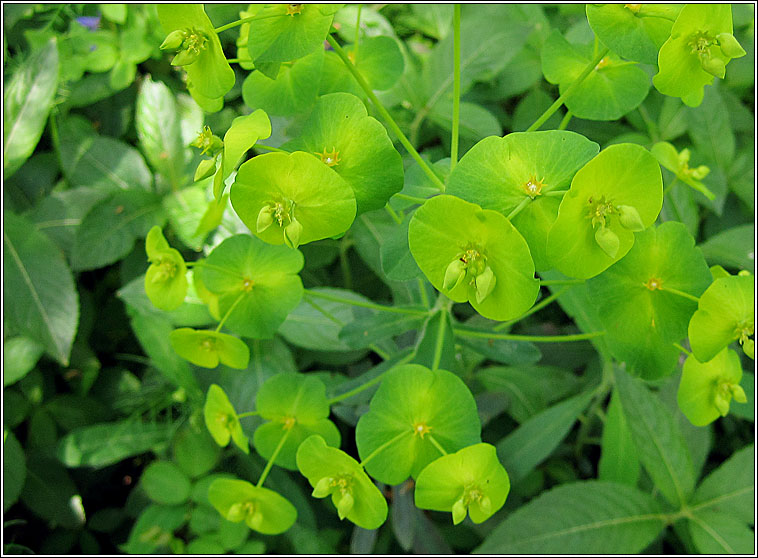 Wood Spurge, Euphorbia amygdaloides