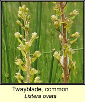 Twayblade, Listera ovata