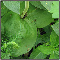 Common Twayblade, Neottia ovata, Listera ovata