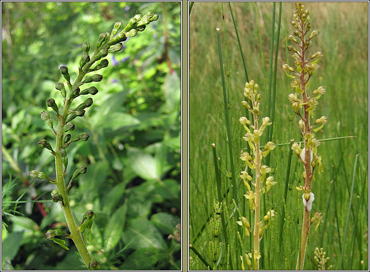 Common Twayblade, Listera ovata