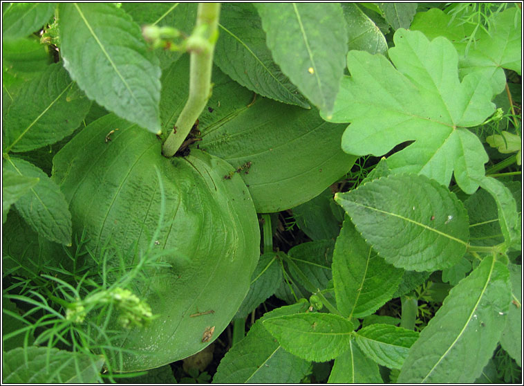 Common Twayblade, Listera ovata